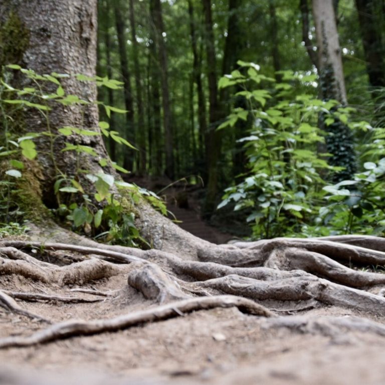 Waldbaden Wildkräuter Kurse Natalie Hilgner Wurzeln eines Baumes im Vordergrund, umgeben von dichtem, grünem Unterholz.